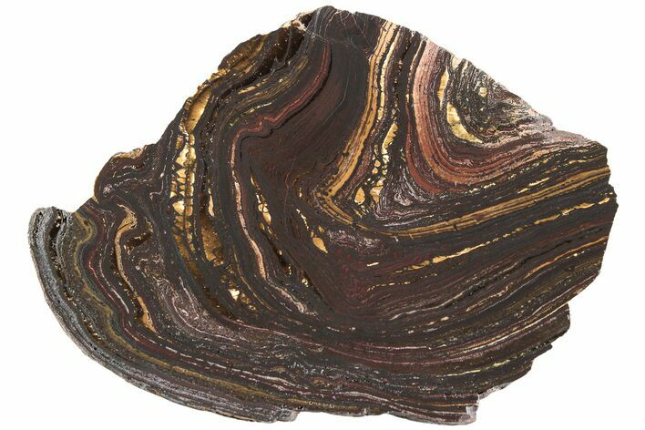 Polished Tiger Iron Stromatolite Slab - Billion Years #222029